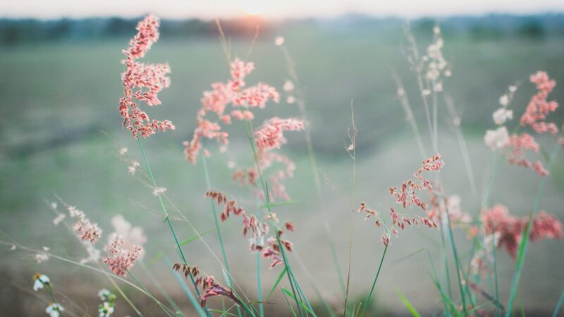 おうちに揃えたい家庭のしぜん薬箱シリーズ【女性の健康編 01 生命体としての女の体】
