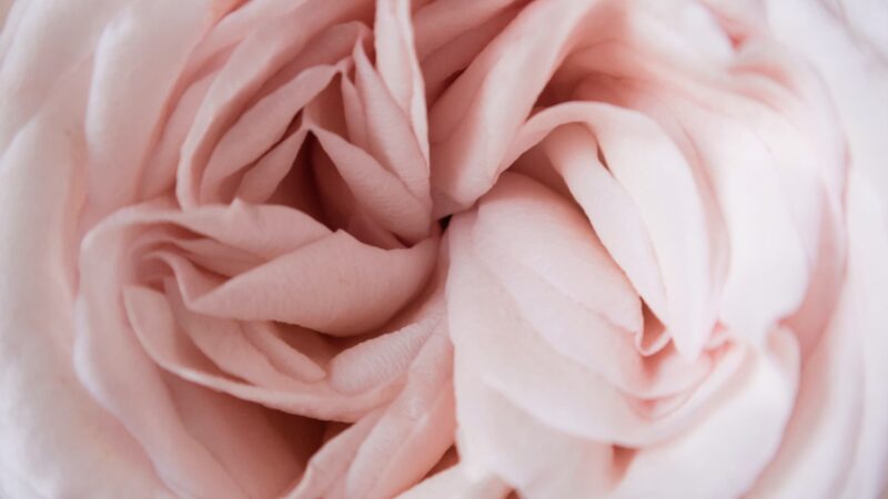 おうちに揃えたい家庭のしぜん薬箱シリーズ【女性の健康編 01 生命体としての女の体】